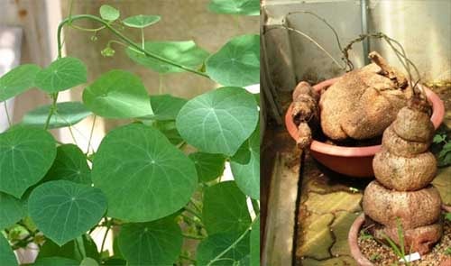 Cây và vị thuốc Bình vôi Stephania glabra