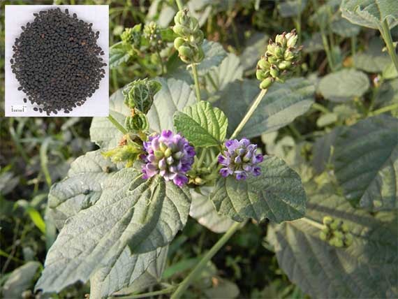 Bổ cốt chi Cullen corylifolium