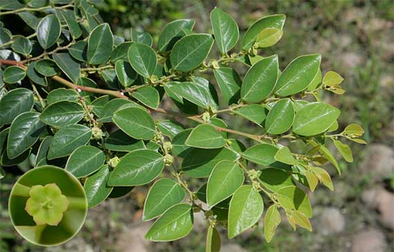 Bồ cu vẽ Breynia fruticosa