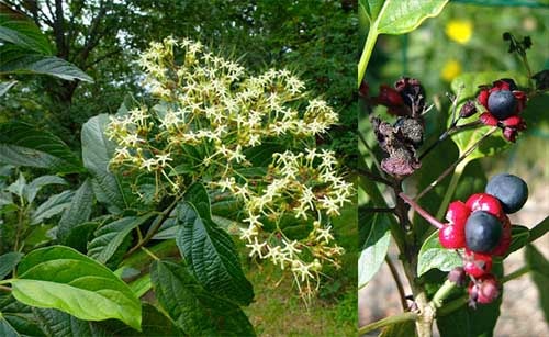  Bọ mẩy Clerodendrum cyrtophyllum Turcz.