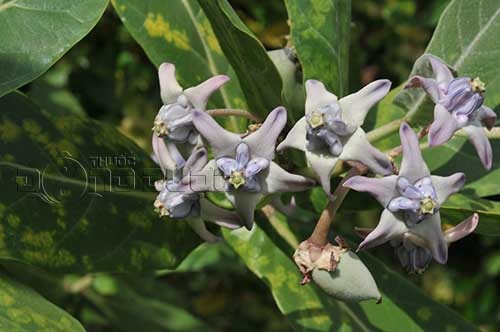 Bồng bồng lá hen Calotropis gigantea