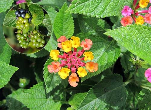 Bông ổi Lantana camara 