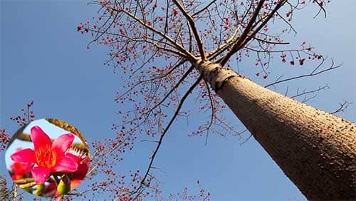 Cây gạo Bombax ceiba