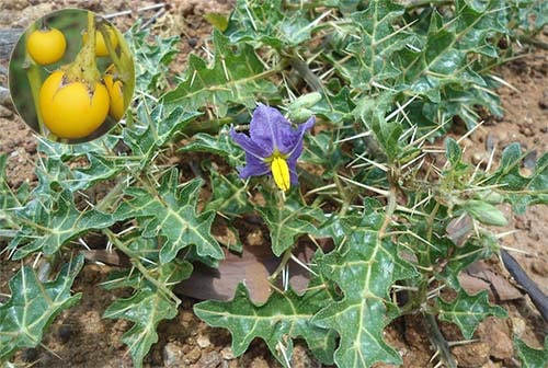 Cà đinh Solanum surattense Burm. f.