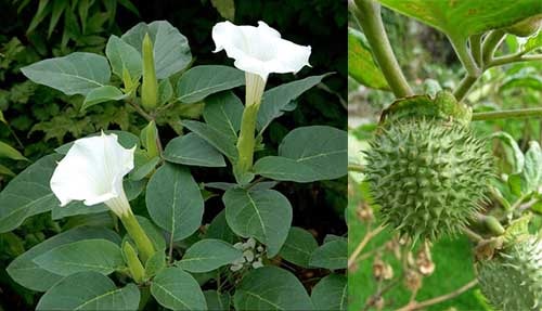 Cà độc dược Datura metel L.
