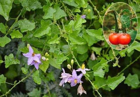 Cà gai leo Solanum procumbens Lour.