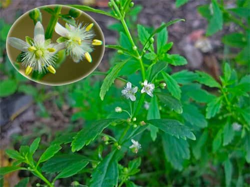 Cam thảo đất Scoparia dulcis