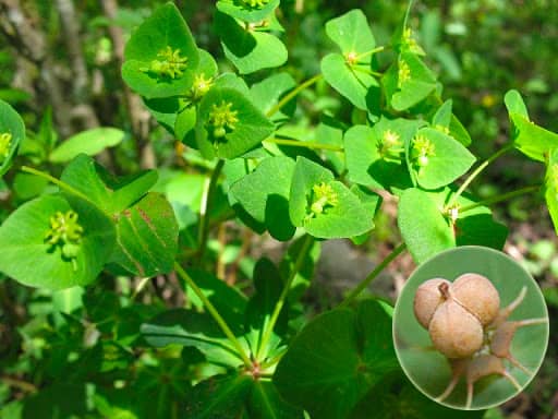 Cam toại Euphorbia sieboldiana