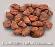 Cánh kiến trắng Benzoinum