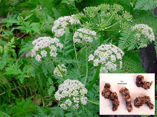 Cảo bản - Ligusticum jeholense
