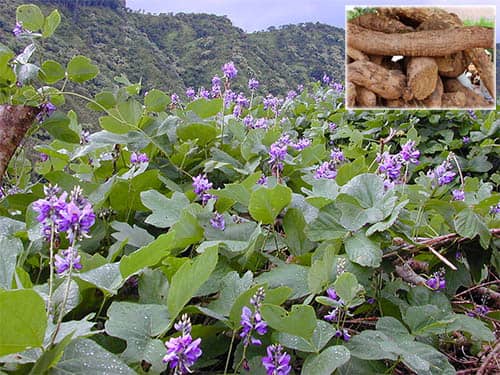 Sắn dây - cát căn Pueraria montana var. chinensis