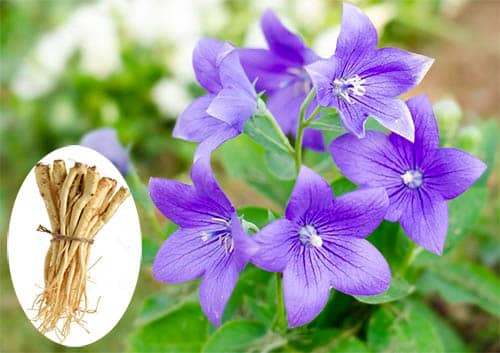 Ảnh Cát cánh - Platycodon grandiflorus
