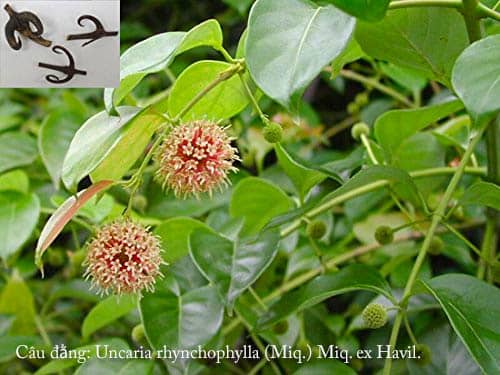 Câu đằng Uncaria rhynchophylla