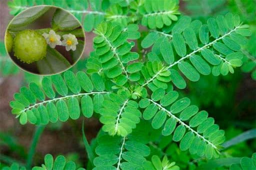Cây chó đẻ răng cưa Phyllanthus urinaria