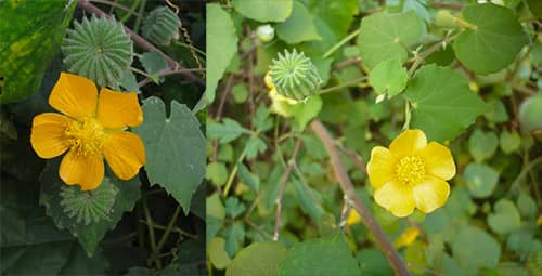 Cây cối xay Abutilon indicum