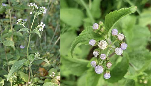 Cây cứt lợn Ageratum conyzoides