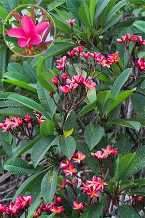 Cây đại Plumeria rubra