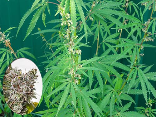 Cây Gai dầu Cannabis sativa
