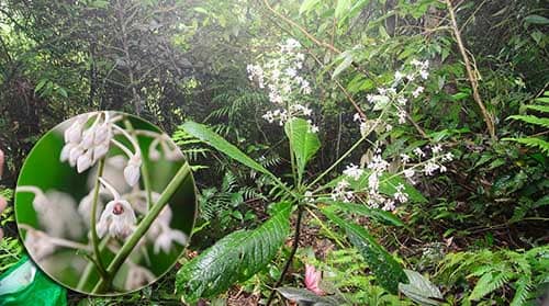 Cây khôi Ardisia gigantifolia