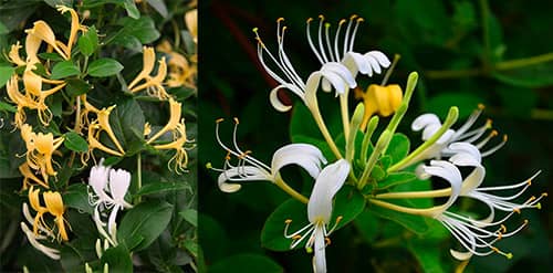 Kim ngân hoa Lonicera japonica