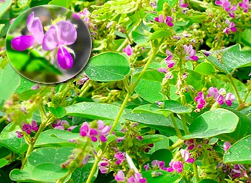 Kim tiền thảo Desmodium styracifolium