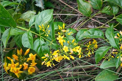Lá ngón Gelsemium elegans