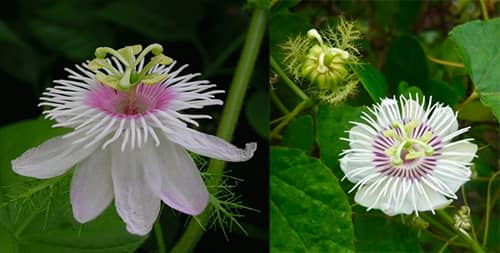 Lạc tiên Passiflora foetida