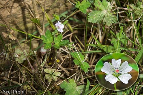 Lão quan thảo Geranium nepalense