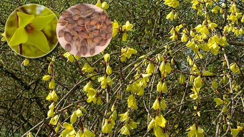 Liên kiều Forsythia suspensa