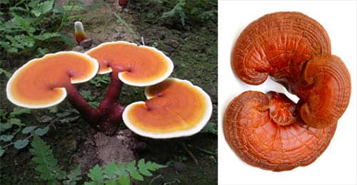 Linh chi Ganoderma lucidum