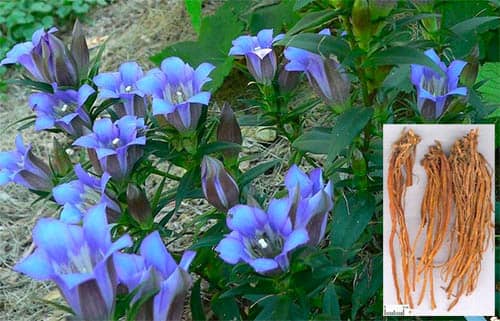 Long đởm thảo Gentiana scabra