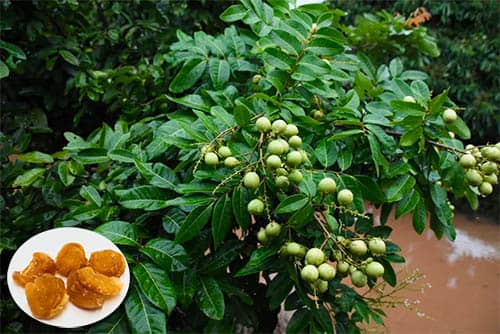 Long nhãn Dimocarpus longan