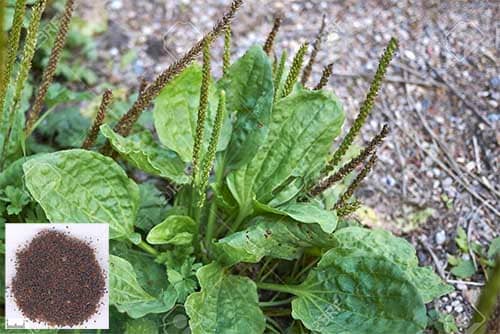Mã đề Plantago major