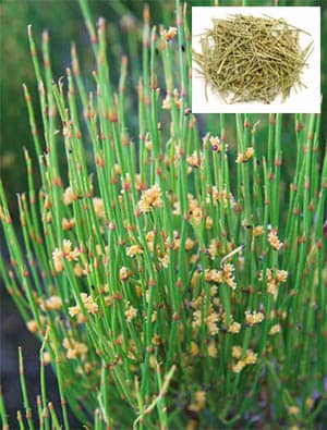 Ma hoàng Ephedra sinica