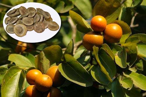 Mã tiền Strychnos nux-vomica