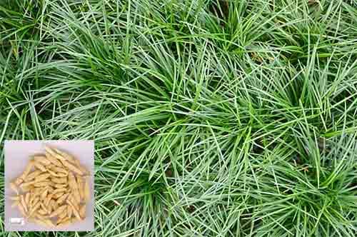 Mạch môn Ophiopogon japonicus