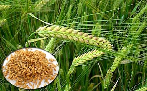 Mạch nha Hordeum vulgare