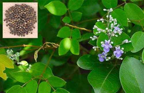 Mạn kinh tử Vitex trifolia 