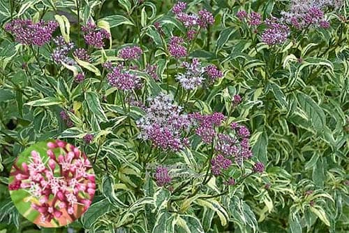 Mần tưới Eupatorium fortunei