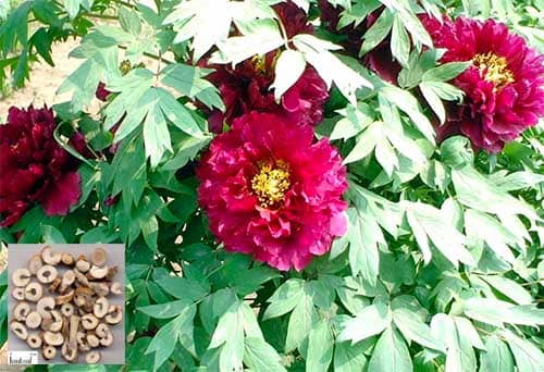 Mẫu đơn bì Paeonia × suffruticosa