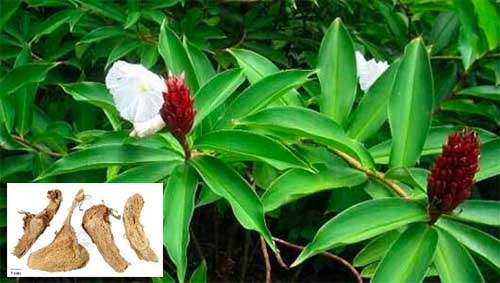 Mía dò Cheilocostus speciosus