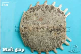 Miết giáp