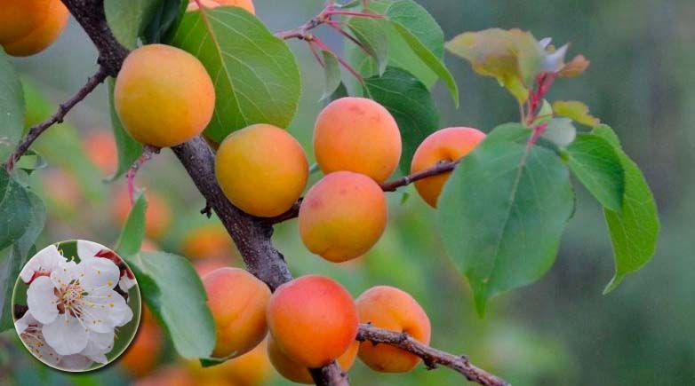 Cây mơ Prunus armeniaca