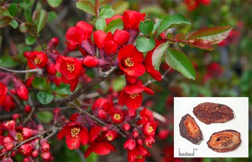 Mộc qua Chaenomeles speciosa