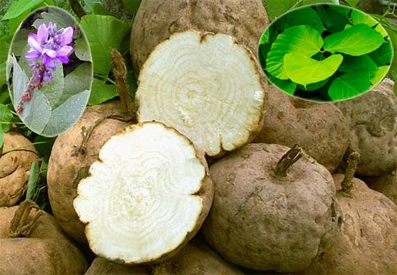 Sắn dây củ tròn Pueraria mirifica