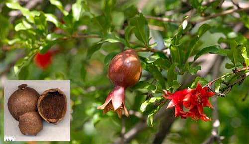 cây Lựu Punica granatum