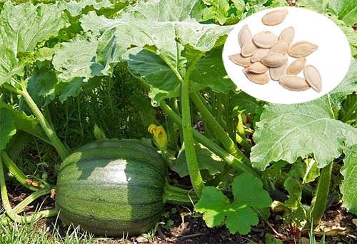 Cây bí ngô Cucurbita pepo
