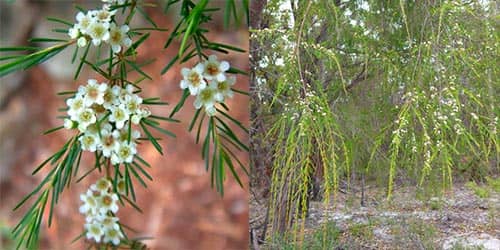 Cây chổi xể Baeckea frutescens