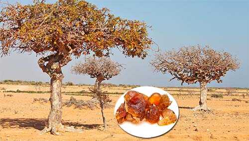 Một dược MYRRH (Commiphora molmol Engler)