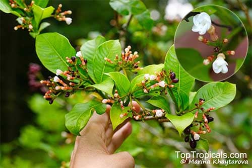 Ba gạc vân nam Rauvolfia yunnanensis